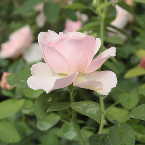 Poзa Аусвит - розовая - Английская роза 
